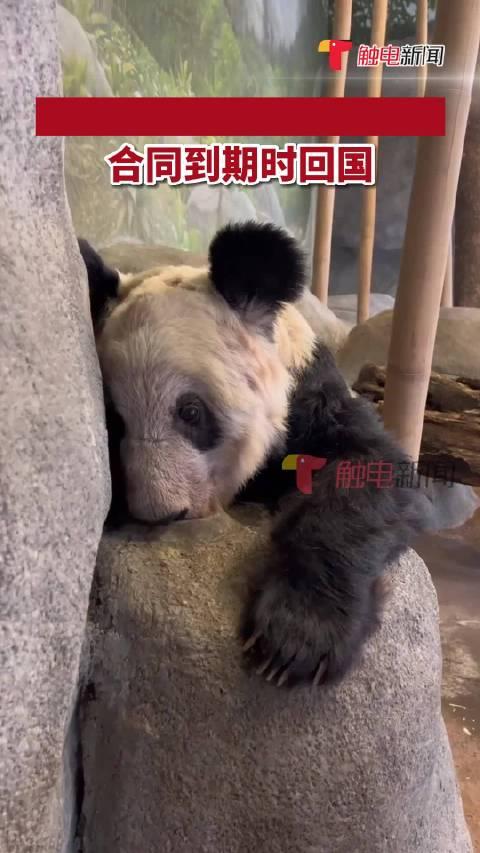 yy国宝最新爆料消息,最新爆料背后的惊人真相  第2张