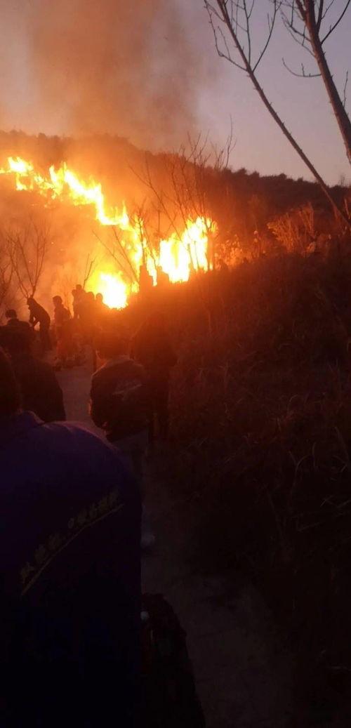 狮子山爆料视频最新版在线观看  第3张